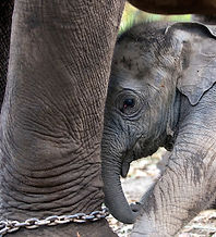 Plight of pachyderms in documentary frames