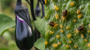 ナスの葉にかすれ模様が出たら注意！原因はハダニ？写真で診断と対策