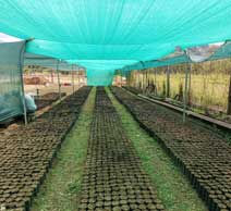 greenhouse-llano-bonito