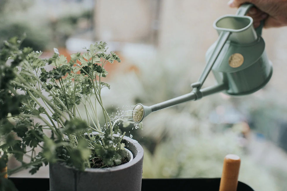 Thumbnail: Haws Rain Watering Can - 1 pint
