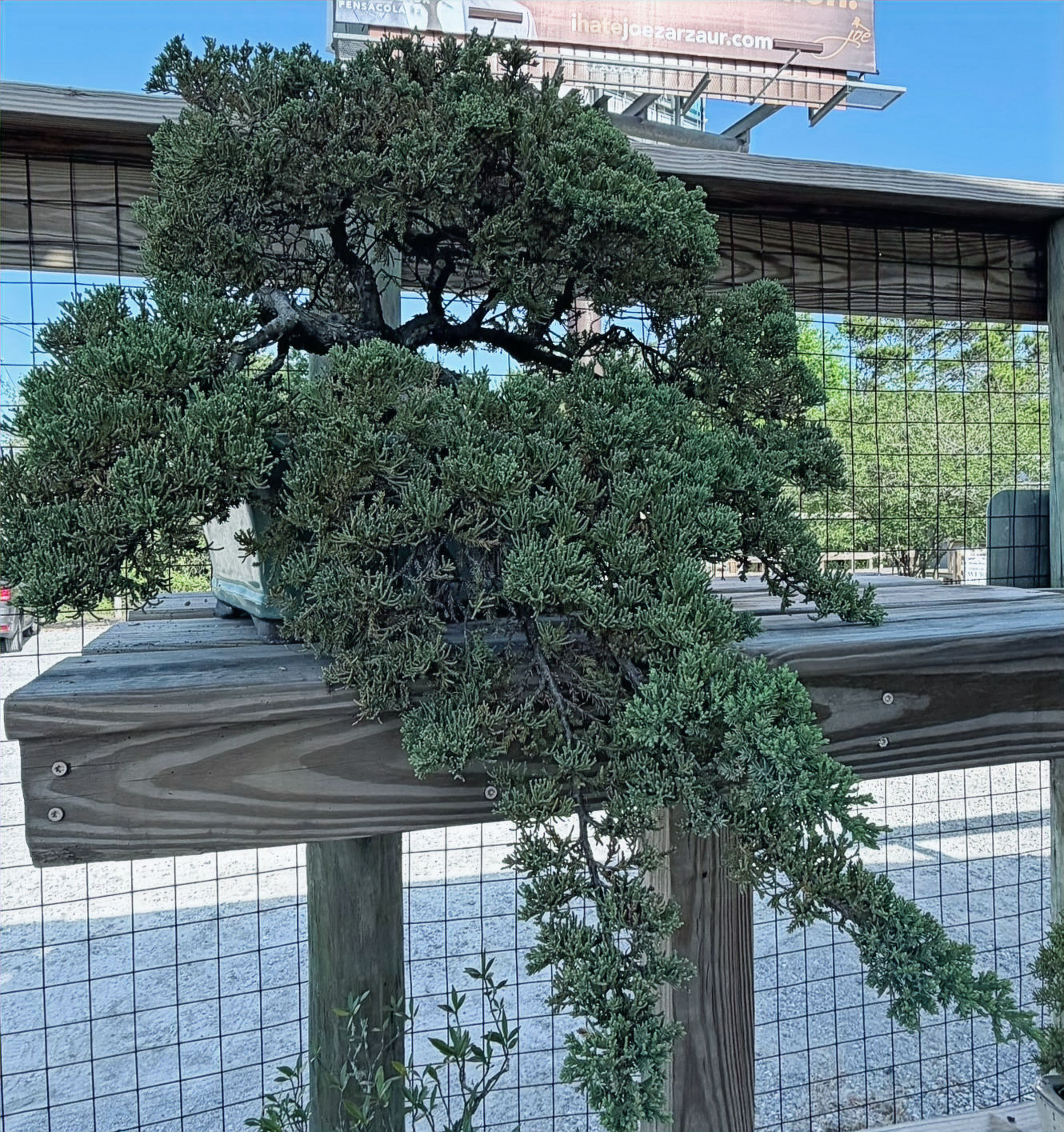 Green Mound Juniper 15"
