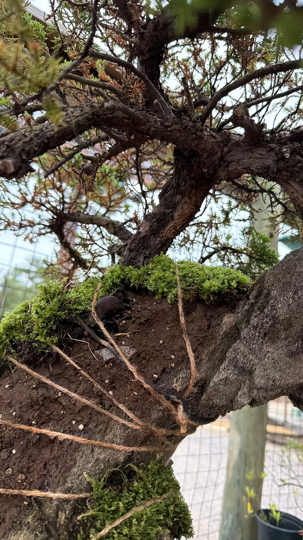 Thumbnail: Green Mound Juniper ‘Fifth’ 22"