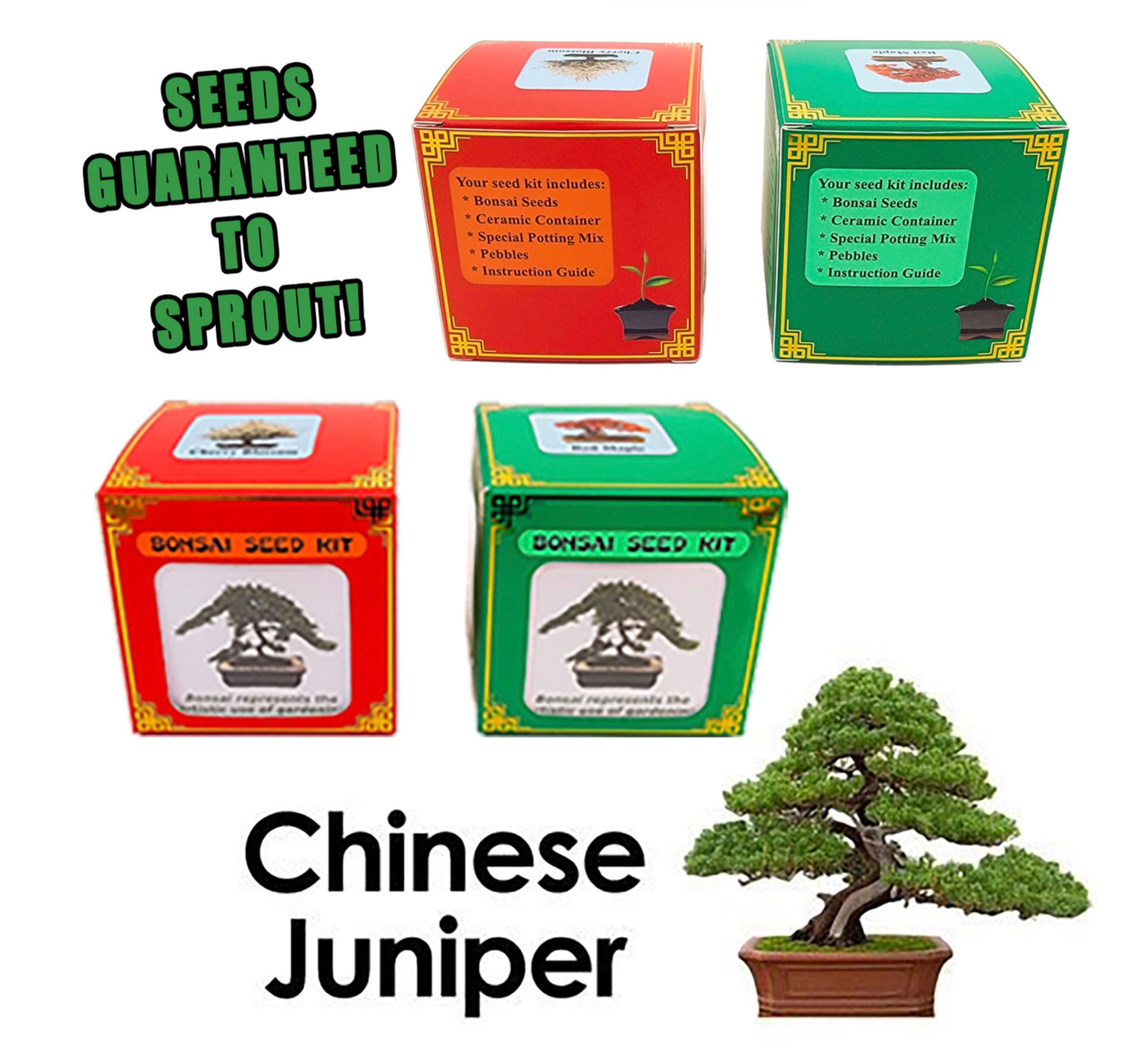 Shimpaku Juniper Bonsai Seed Kit 2"