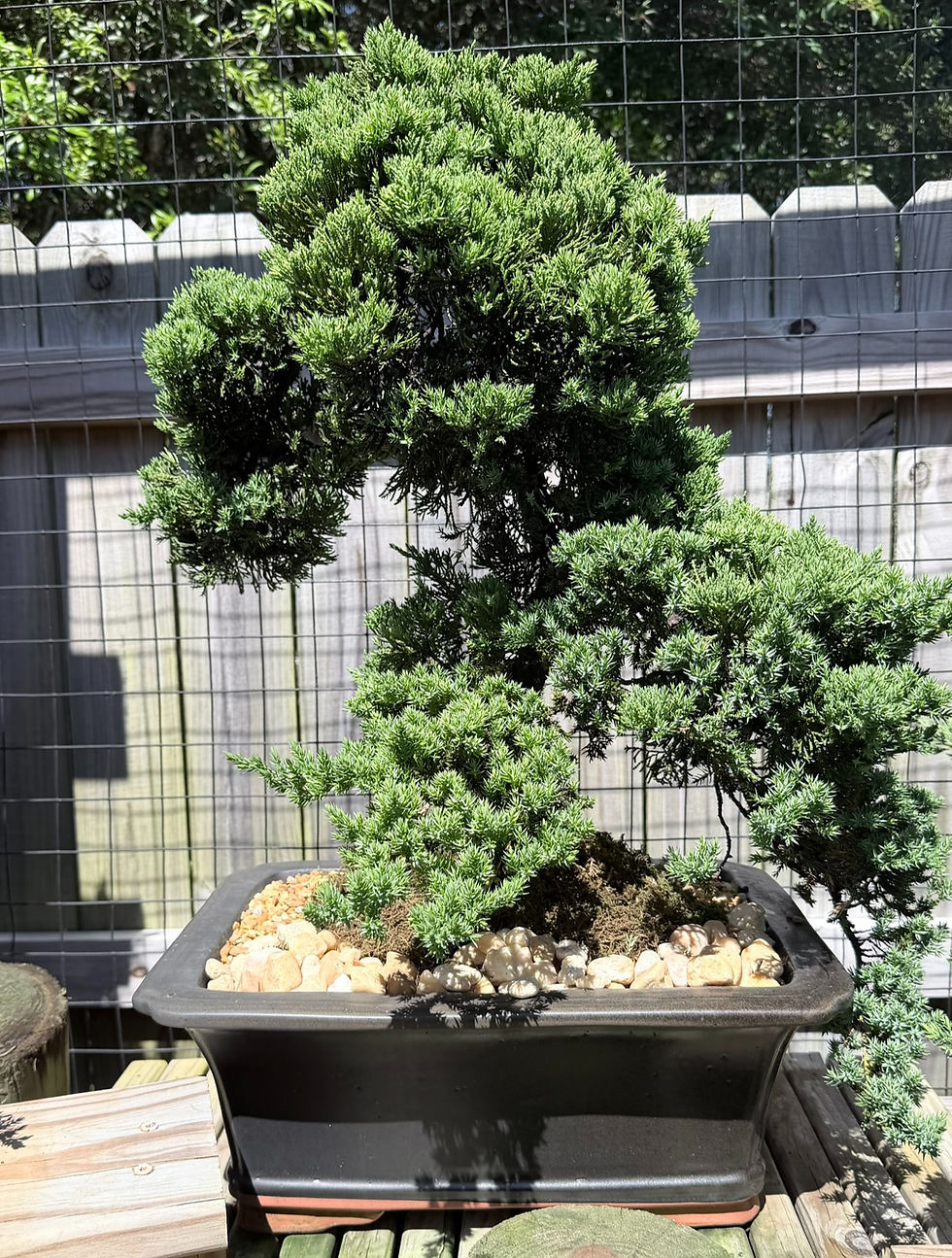 Thumbnail: Green Mound Juniper 15"