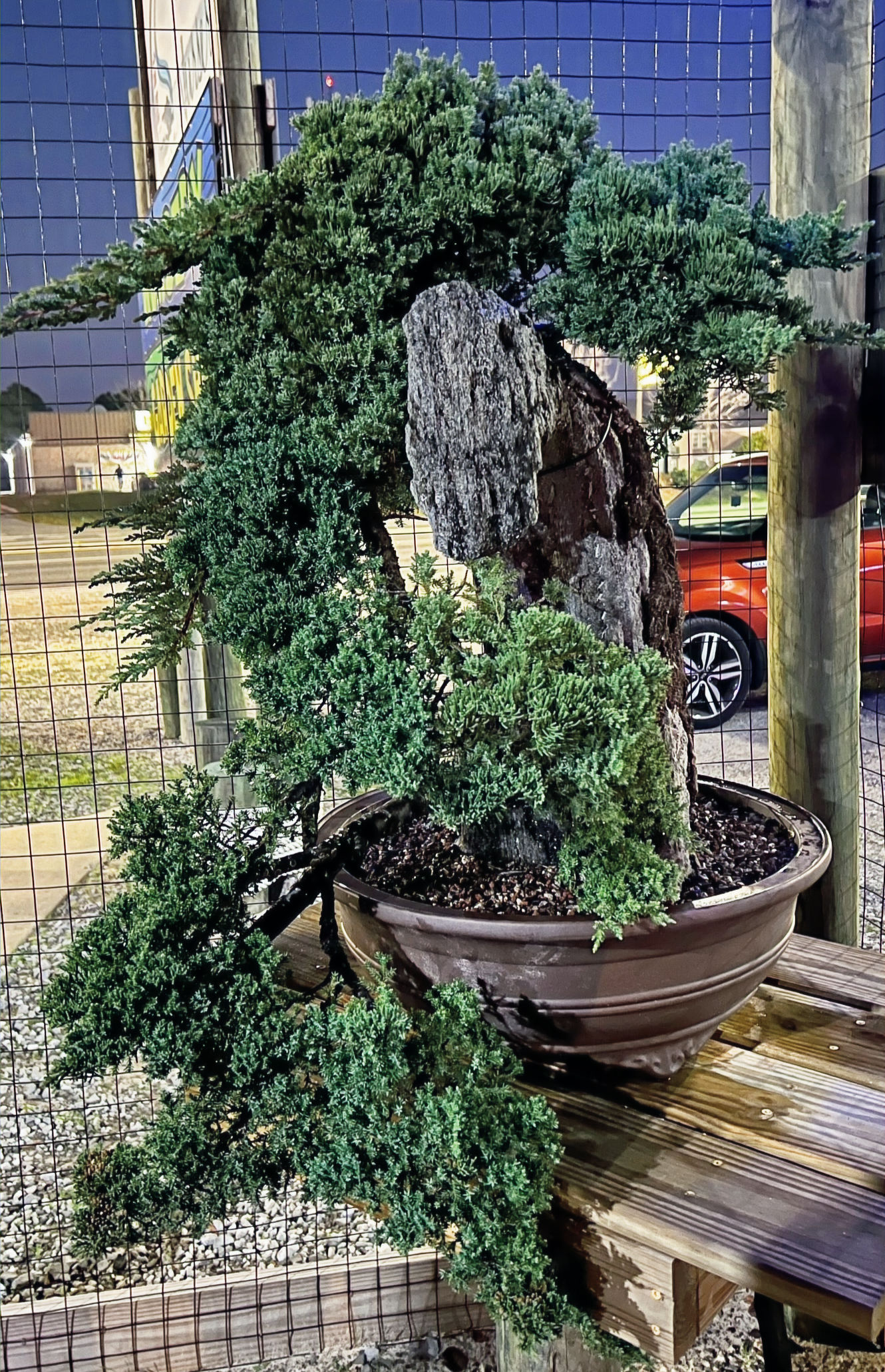 Green Mound Juniper ‘Fifth’ 22"