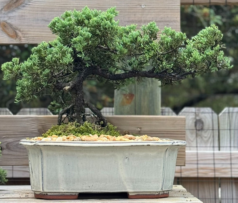 Thumbnail: Green Mound Juniper 15"