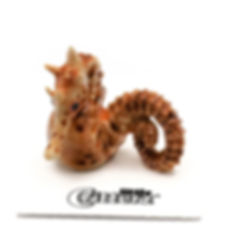 Belly Dancer Seahorse