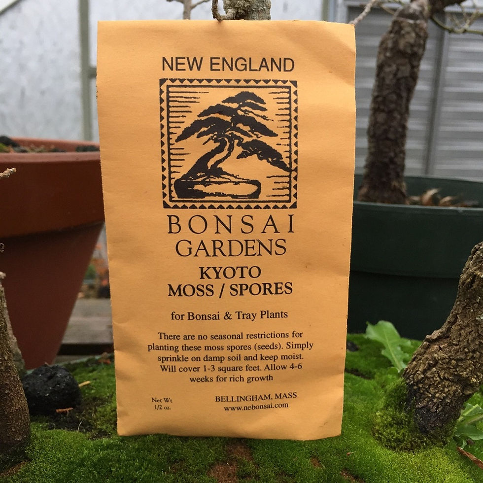 Thumbnail: Kyoto Japanese Bonsai Moss Spores