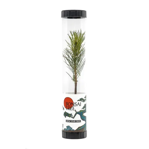 Ponderosa Pine Tube