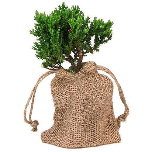 Green Mound Juniper in Burlap Bag Gift 2"