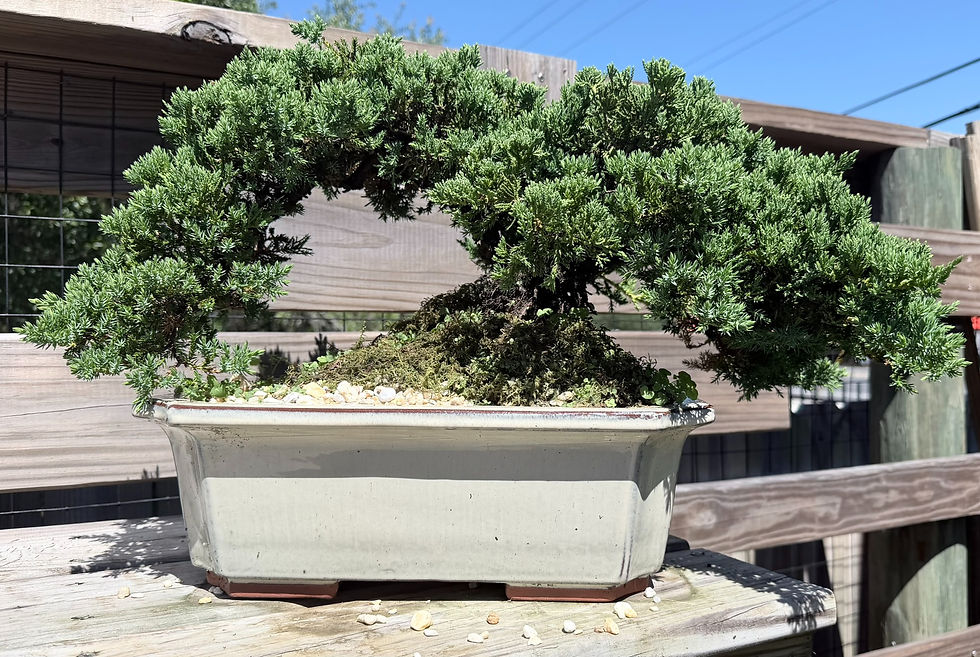 Thumbnail: Green Mound Juniper 15"