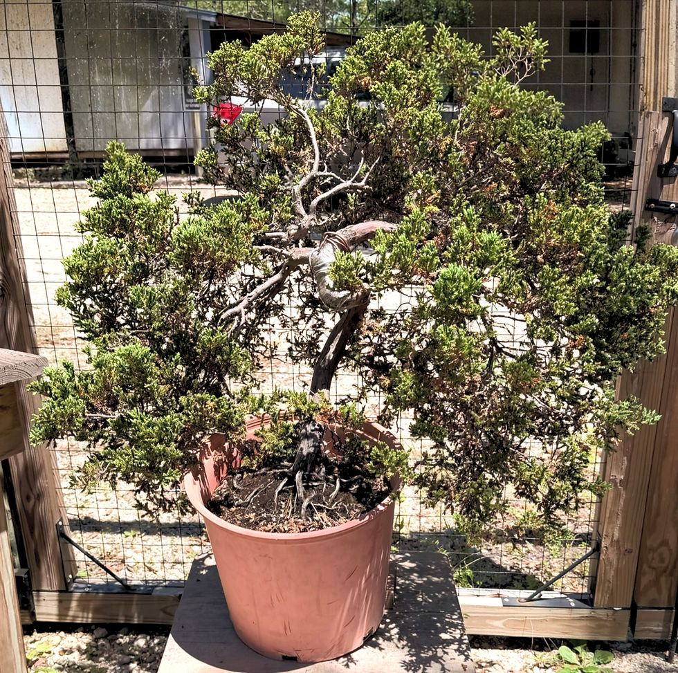 Thumbnail: Japanese Shimpaku Juniper 'Sgt. Pepper' 5g