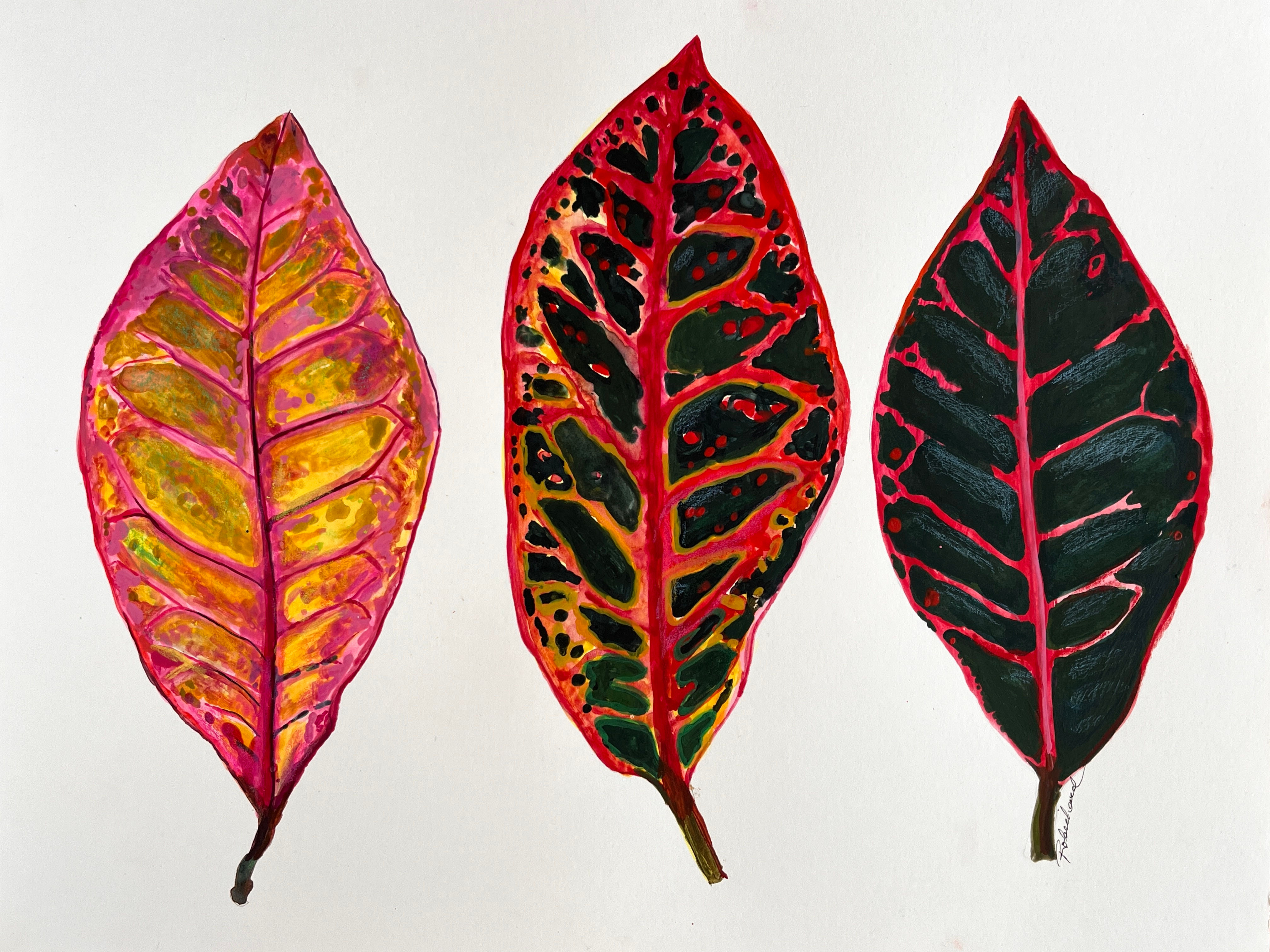 Trio de feuilles de croton