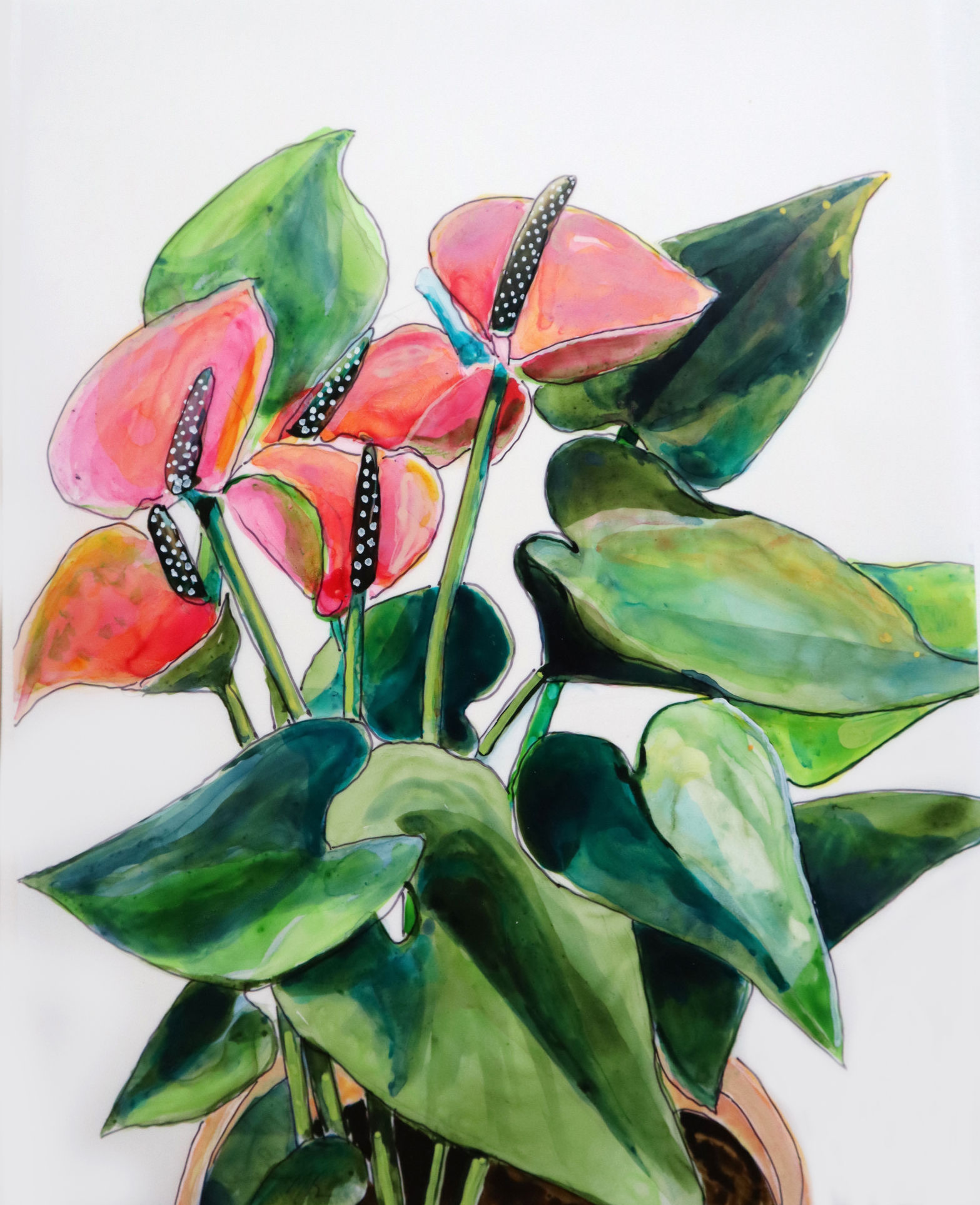 Anthurium