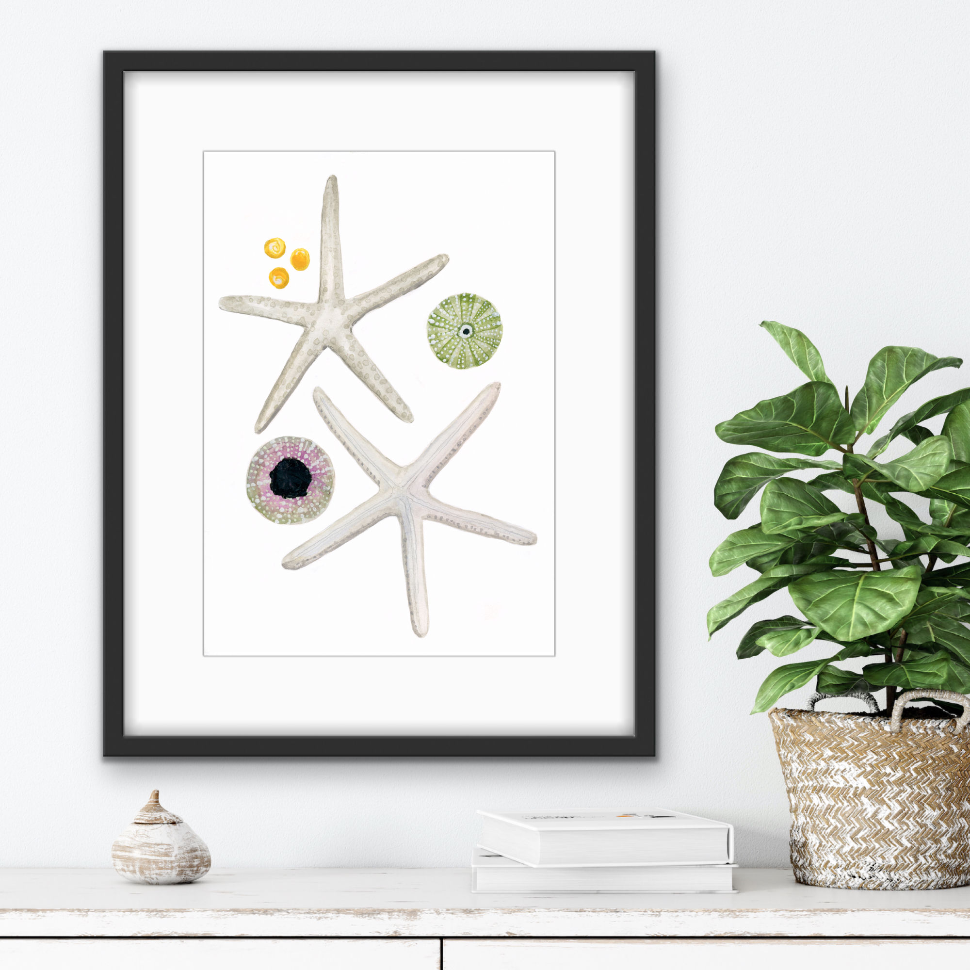 Étoiles de mer blanches (White starfish)