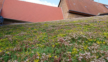 Dachbegrünung