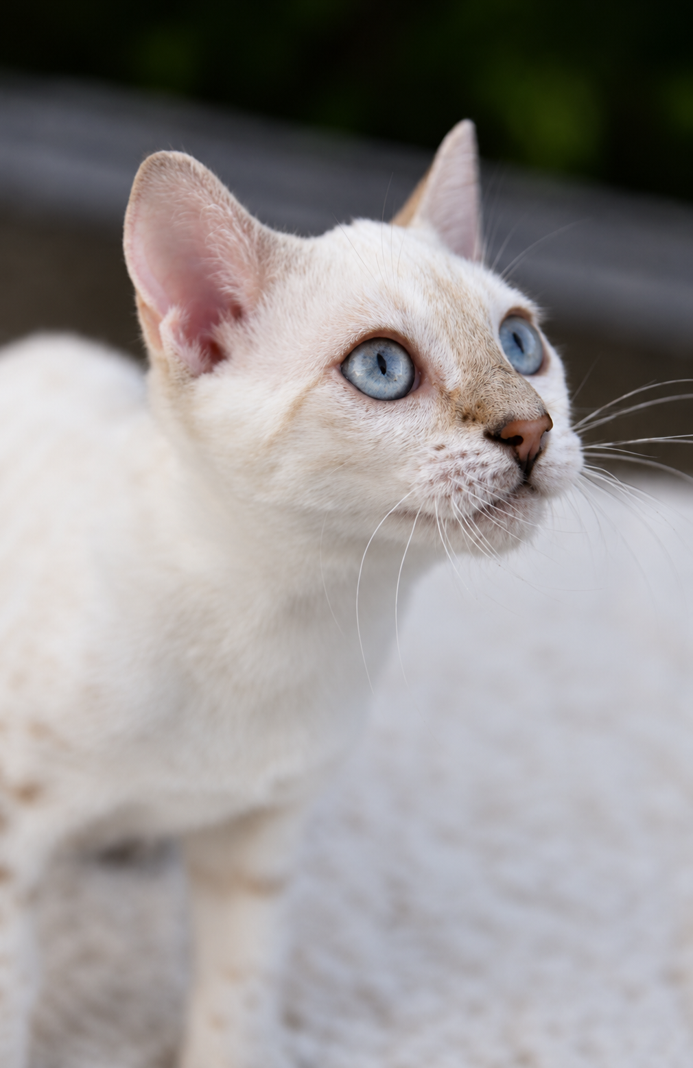 Ivar, gatito bengalí macho de ojos azules y manto claro con rosetas — 8