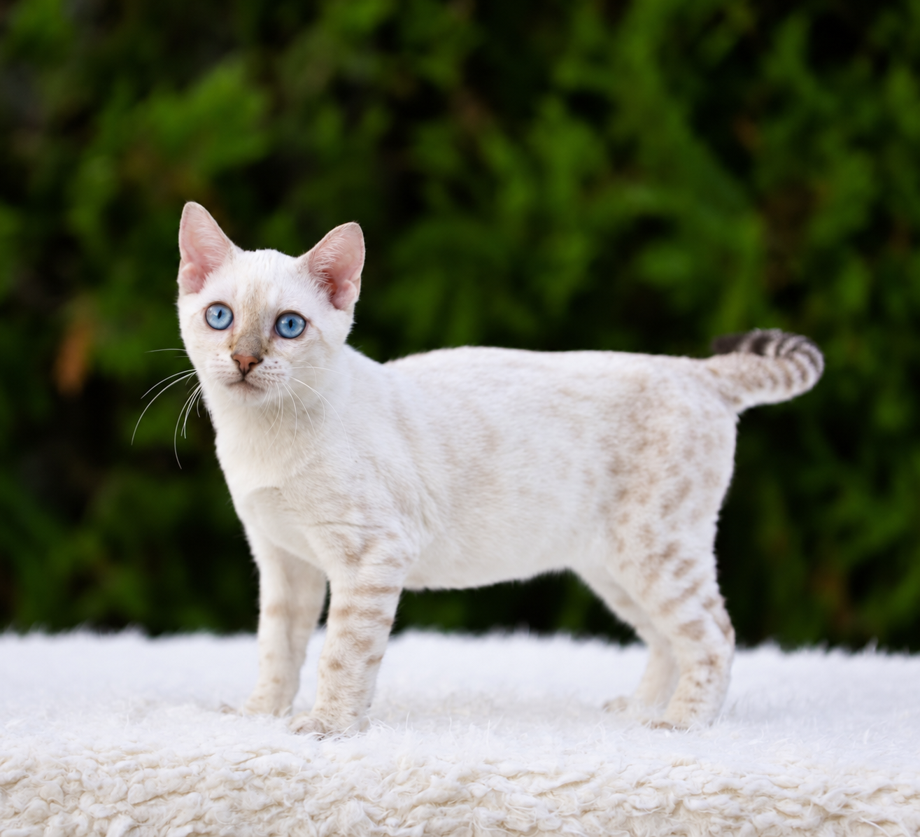 Ivar, gatito bengalí macho de ojos azules y manto claro con rosetas — 4