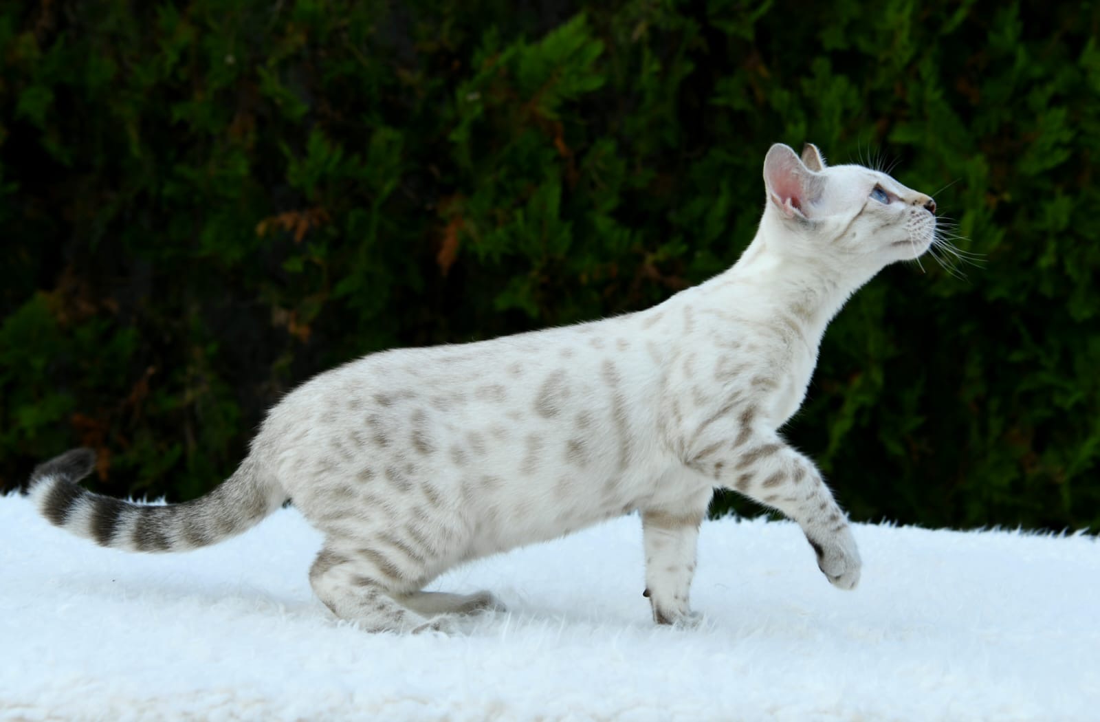 Yuki, female Snow Lynx Bengal with blue eyes and a pale rosetted coat — 1