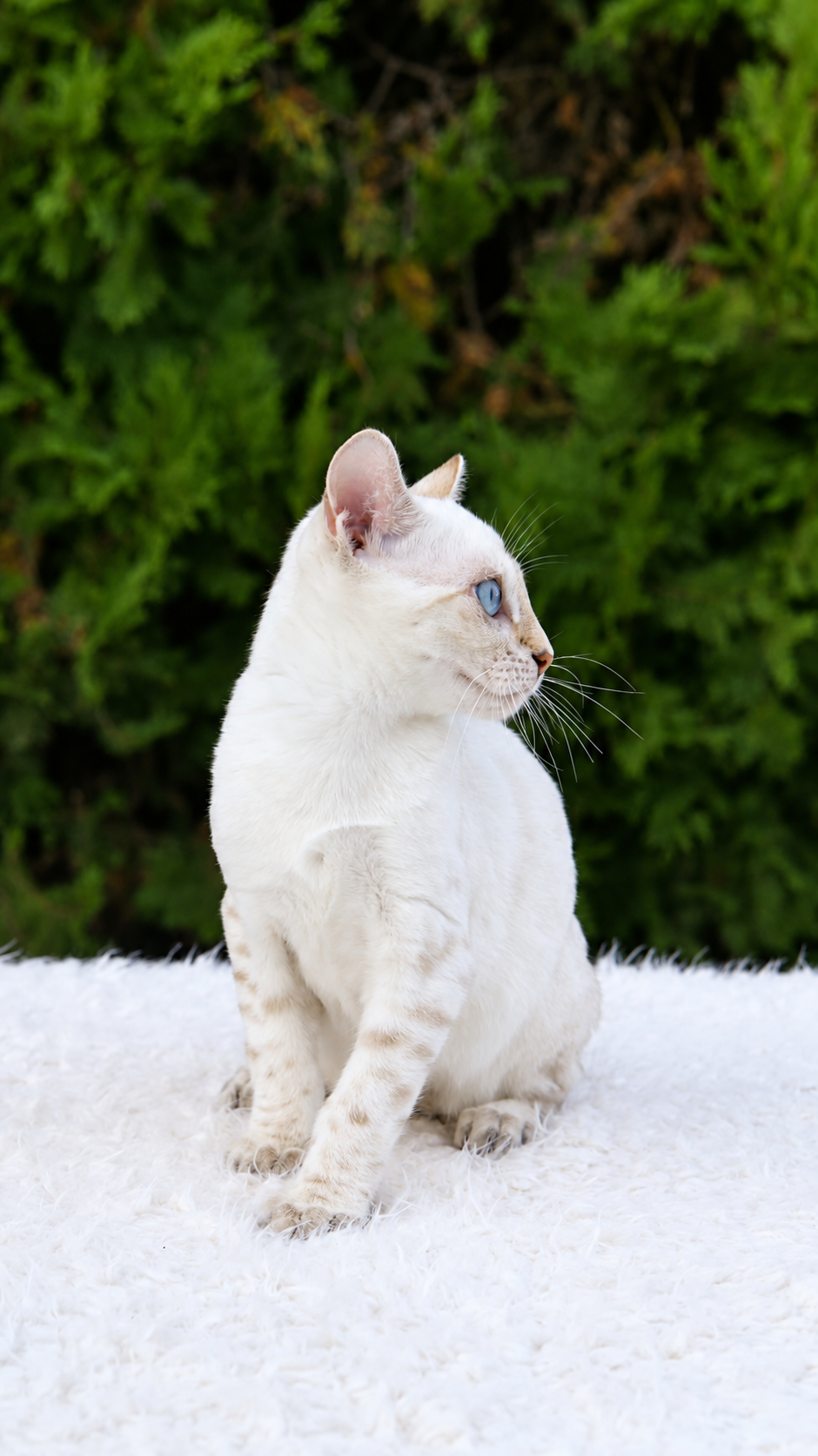 Ivar, gatito bengalí macho de ojos azules y manto claro con rosetas — 2