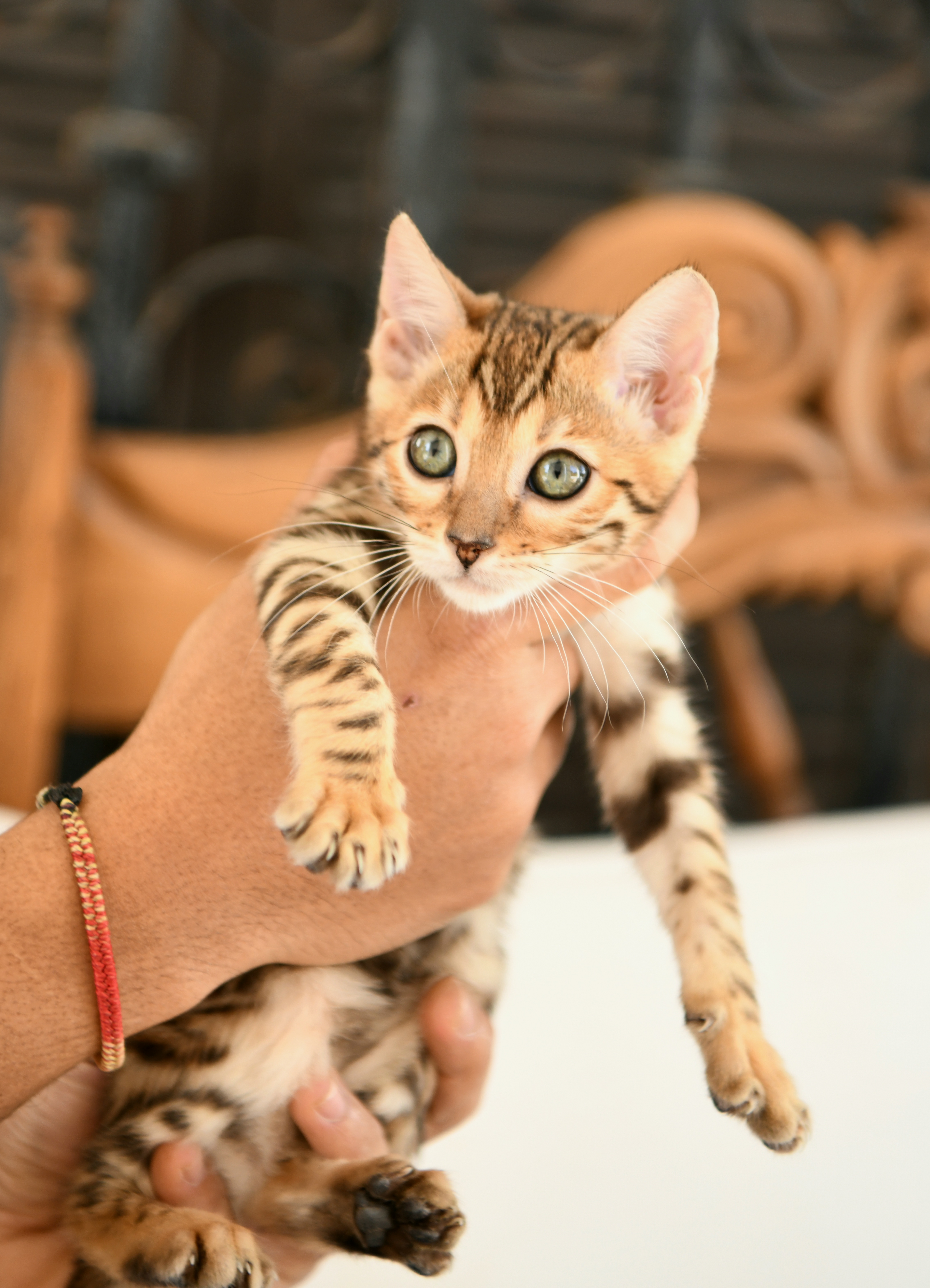 Etnika Melati, female Brown Rosetted Bengal kitten · 2