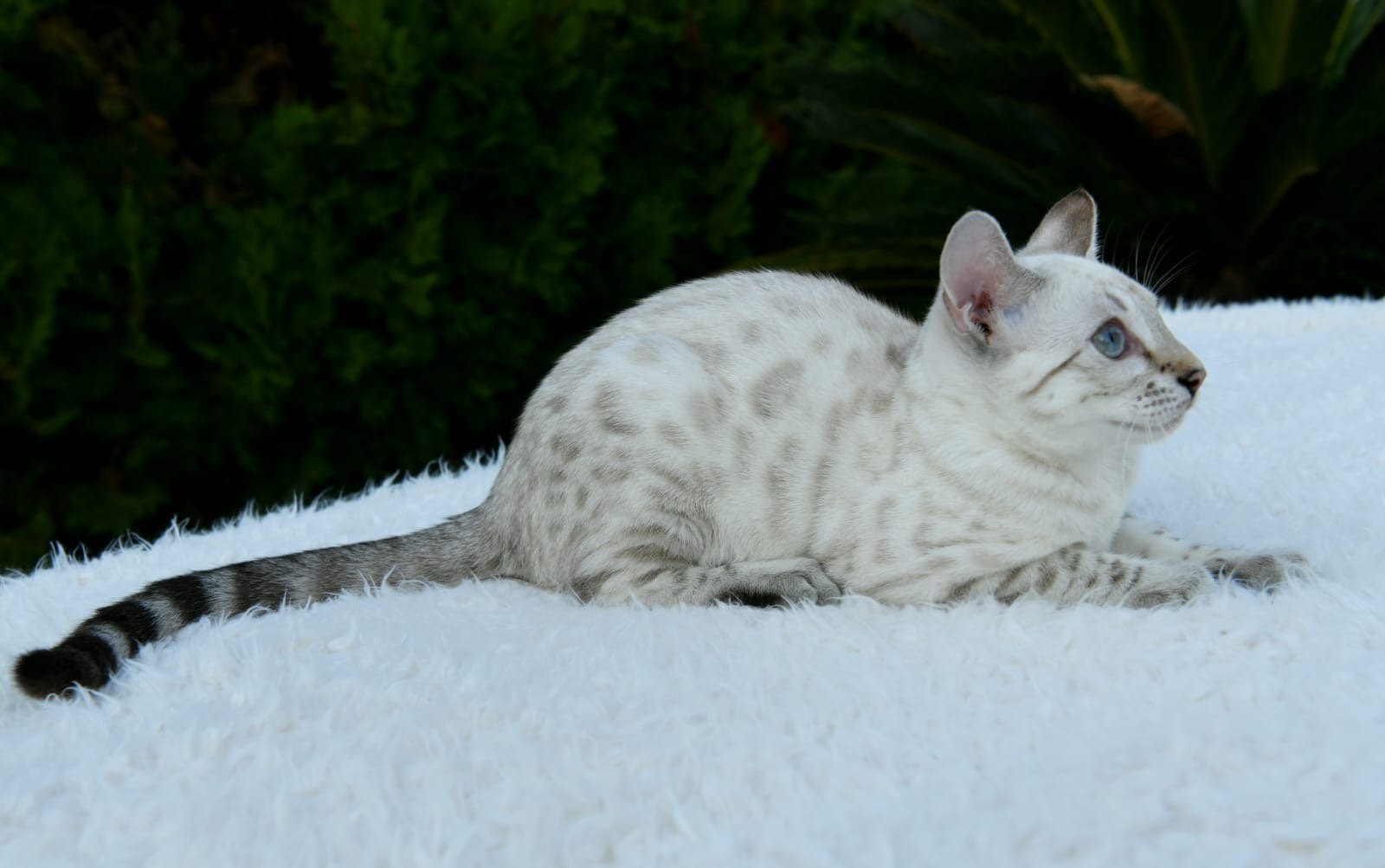 Yuki, female Snow Lynx Bengal with blue eyes and a pale rosetted coat — 5