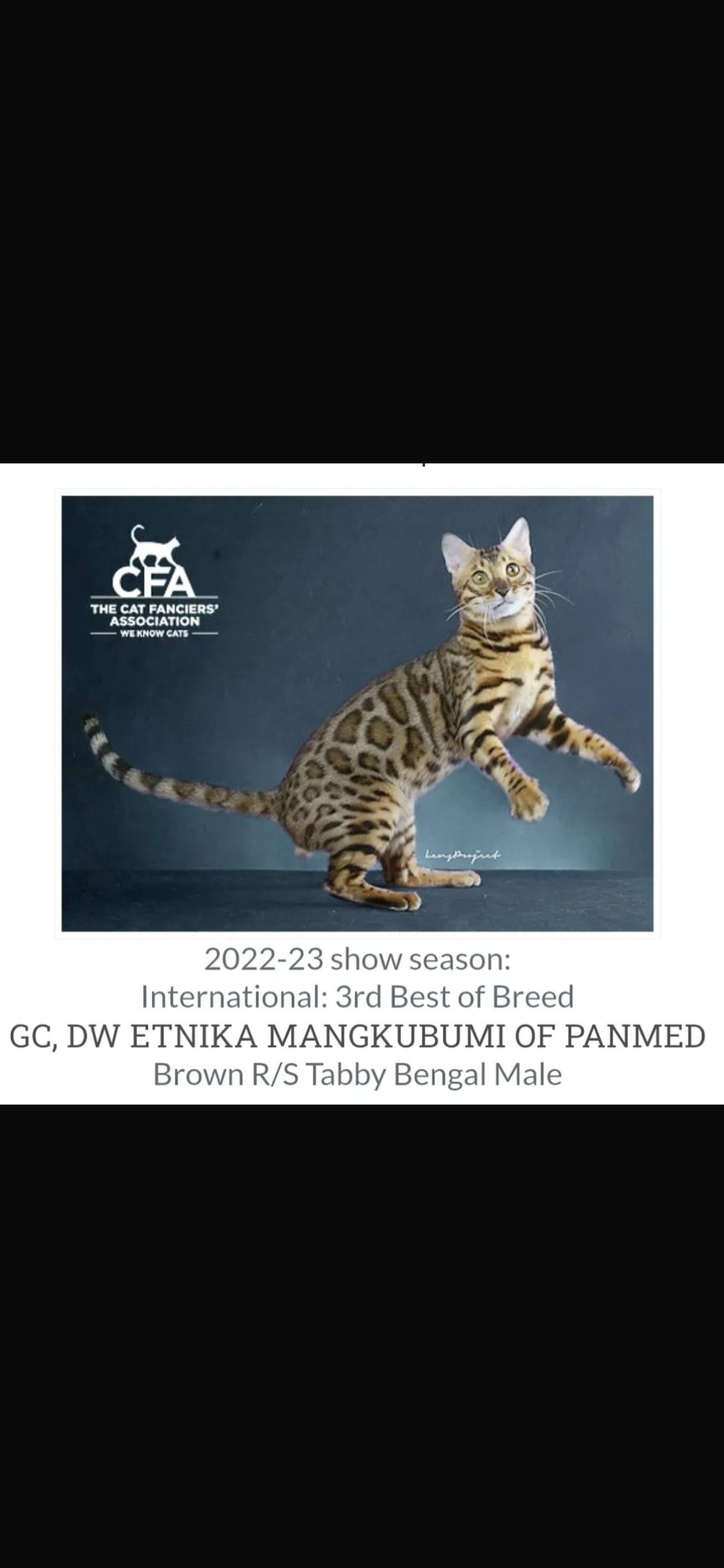 Reconocimiento original CFA de GC, DW Etnika Mangkubumi of Panmed, tercer mejor de raza internacional 2022–2023, con logo CFA