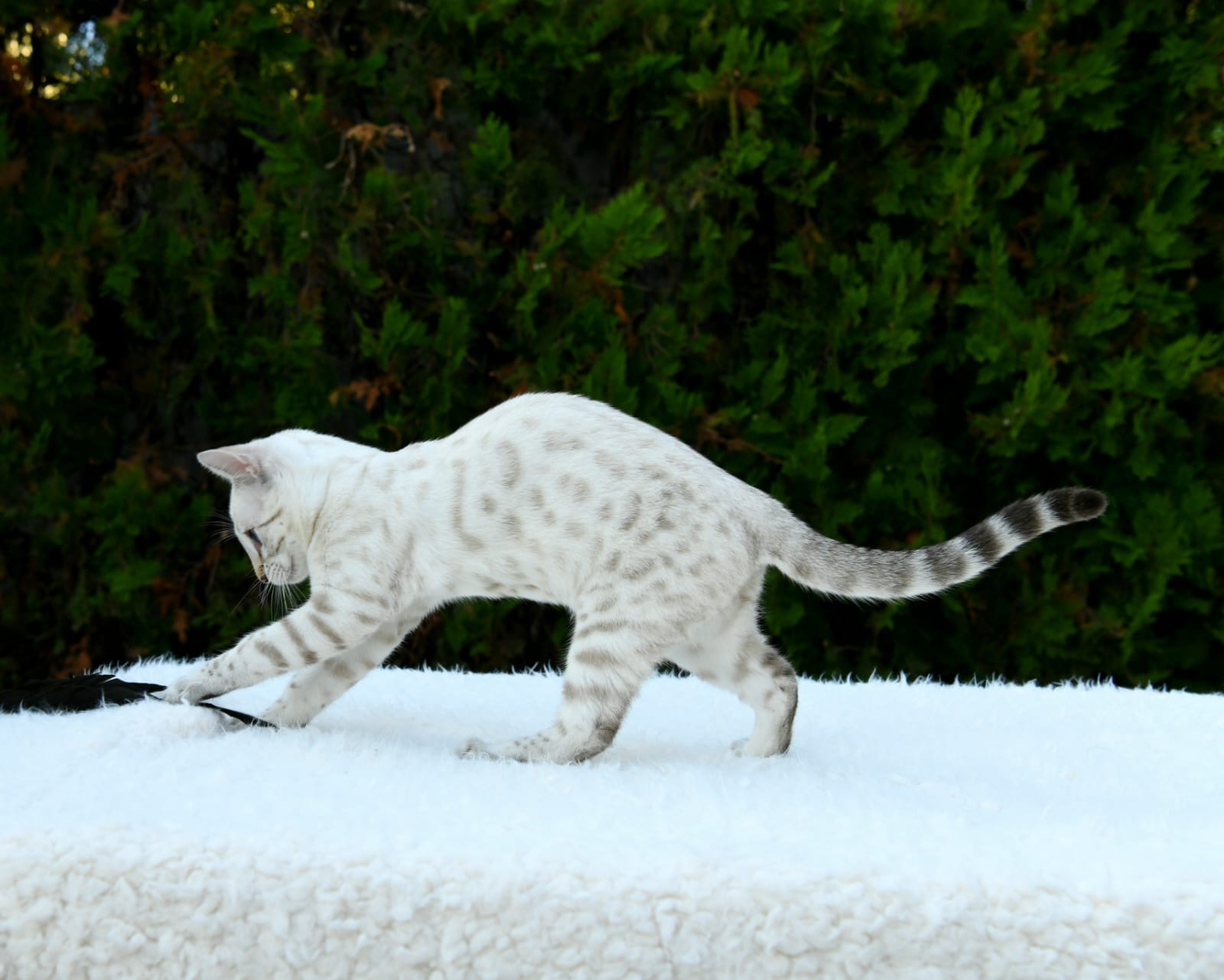 Yuki, female Snow Lynx Bengal with blue eyes and a pale rosetted coat — 6