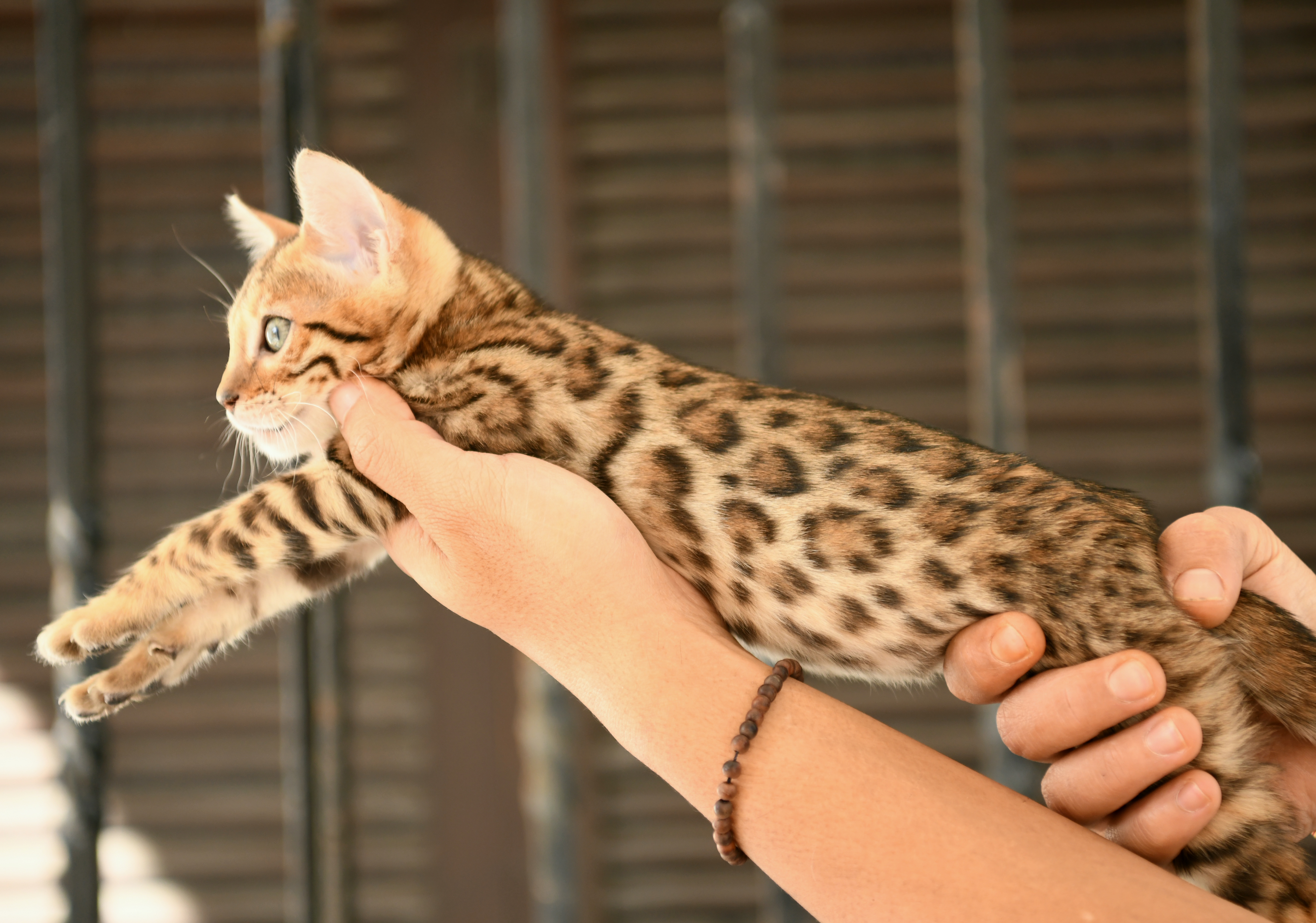 Etnika Melati, female Brown Rosetted Bengal kitten · 1