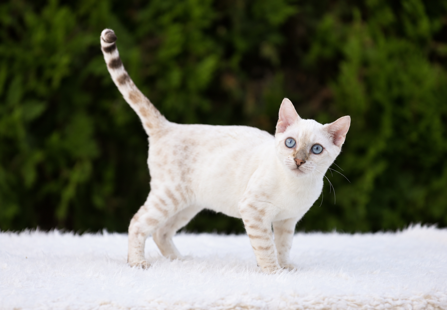 Ivar, gatito bengalí macho de ojos azules y manto claro con rosetas — 1