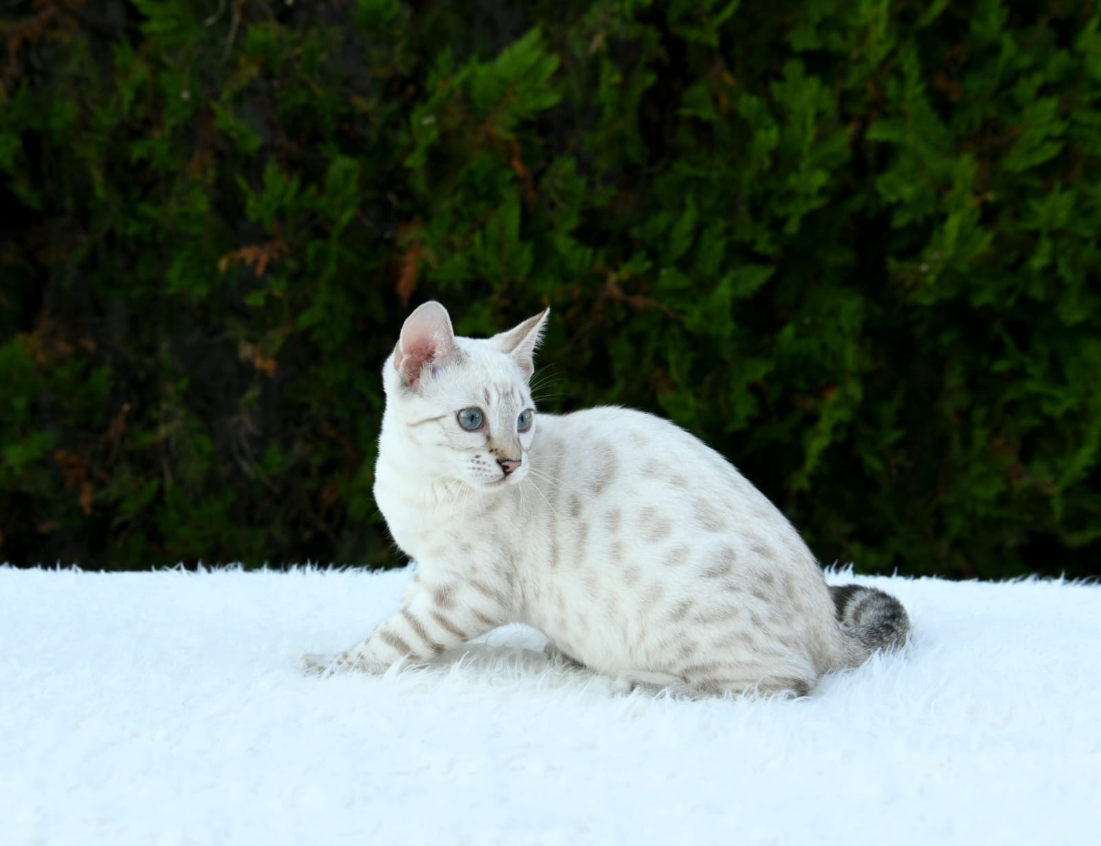 Yuki, female Snow Lynx Bengal with blue eyes and a pale rosetted coat — 2