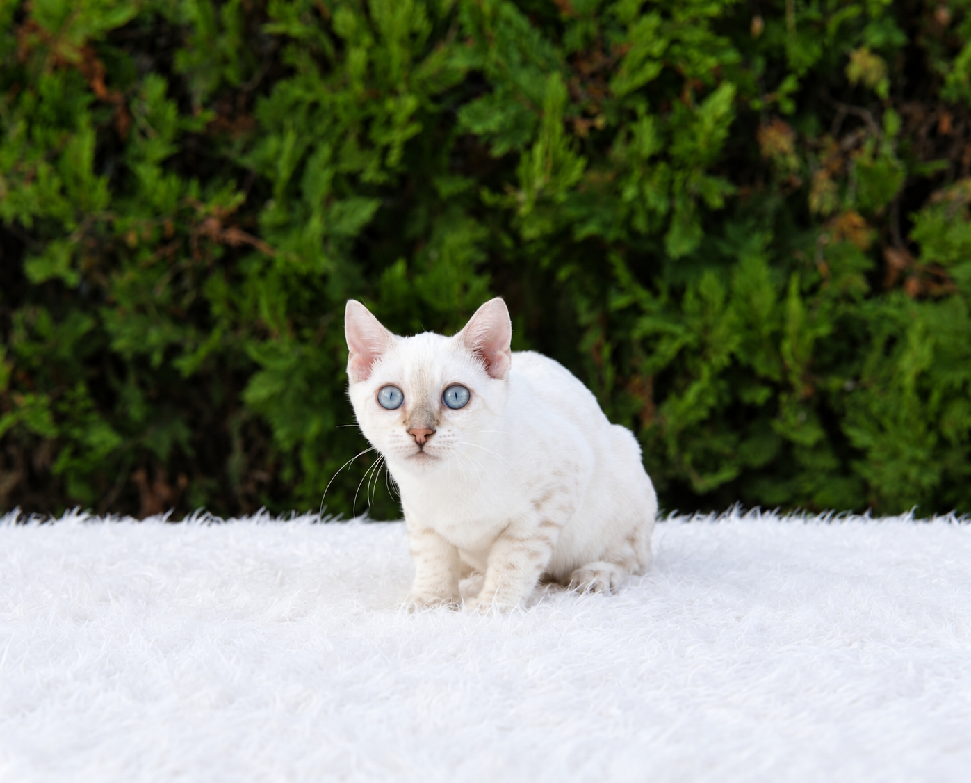 Ivar, gatito bengalí macho de ojos azules y manto claro con rosetas — 3