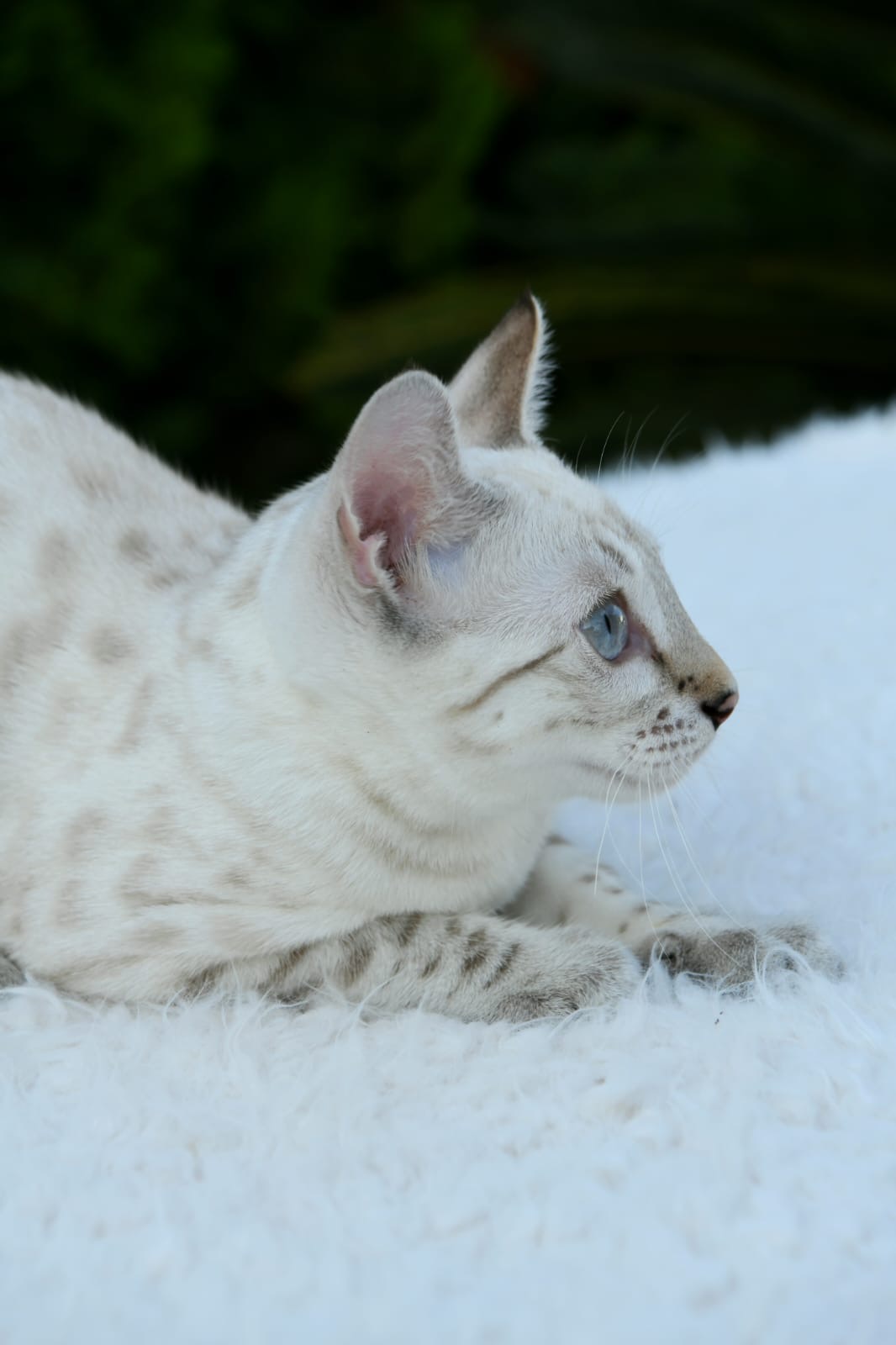 Yuki, female Snow Lynx Bengal with blue eyes and a pale rosetted coat — 3
