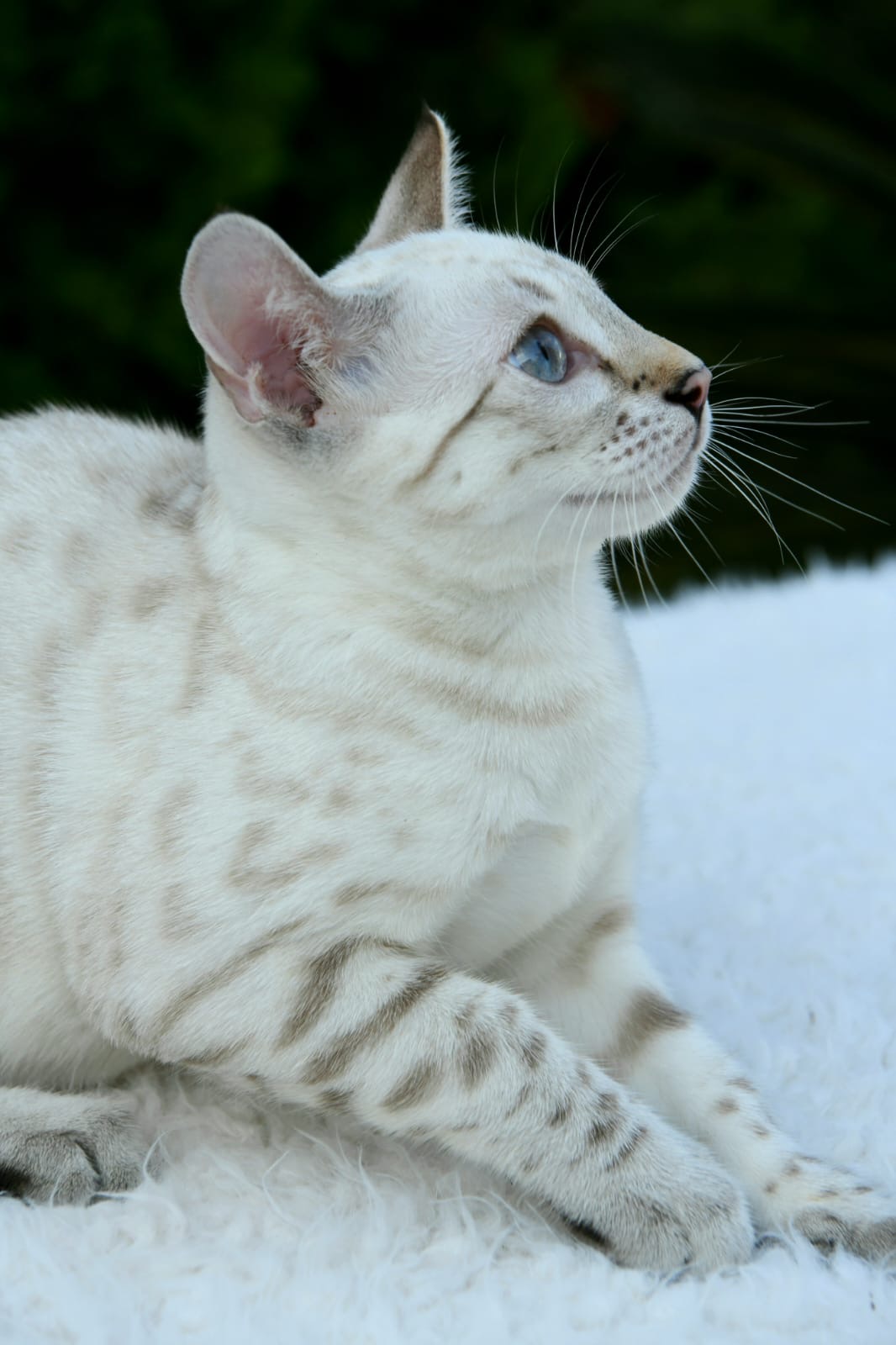 Yuki, female Snow Lynx Bengal with blue eyes and a pale rosetted coat — 4