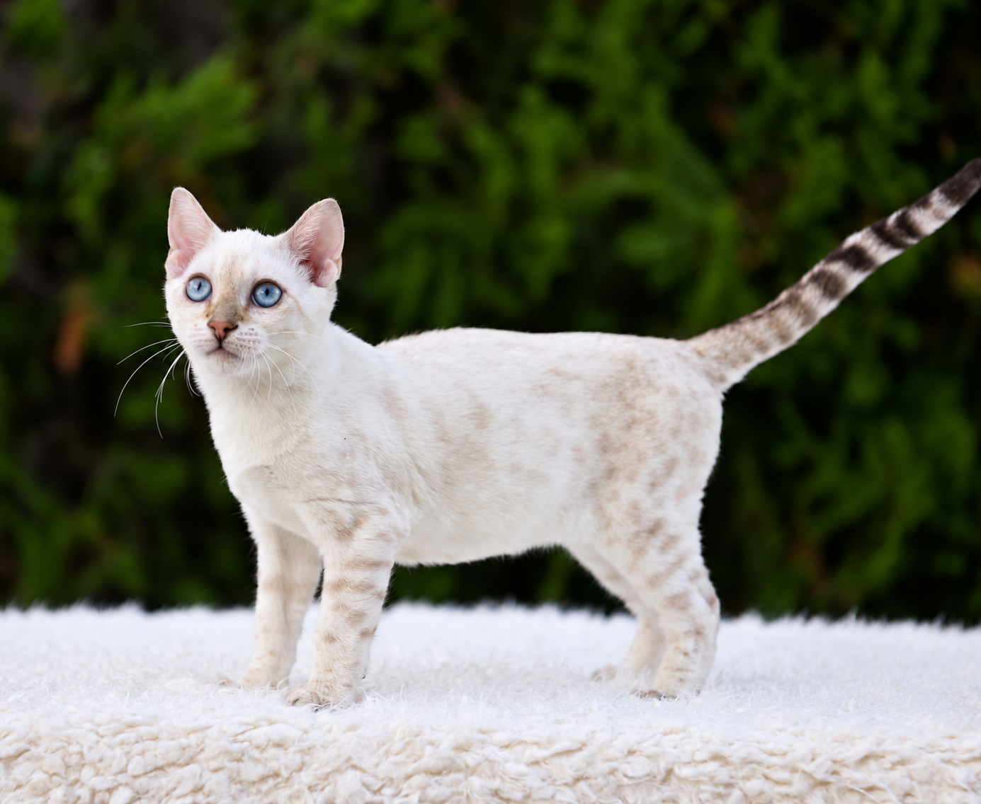 Ivar, gatito bengalí macho de ojos azules y manto claro con rosetas — 6