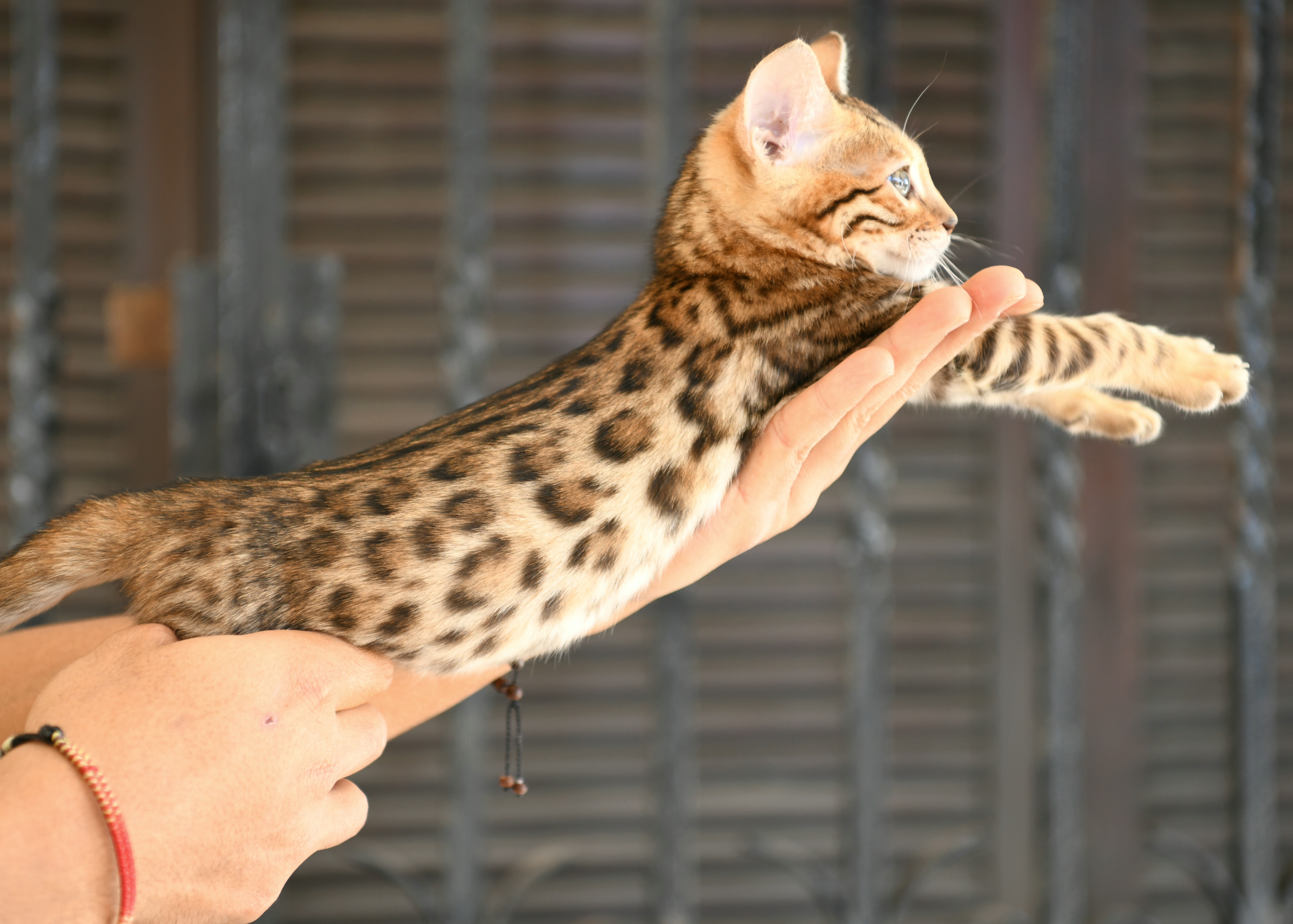 Etnika Melati, female Brown Rosetted Bengal kitten · 3