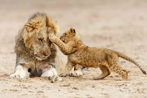 Lion-and-Cub-in-Serengeti-National.png