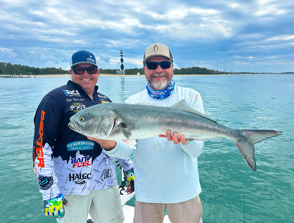 Big bluefish like this can be caught on strong tide flows withing sight of the Cape Lookout Lighthouse.