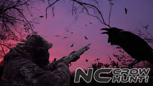 CROWS ON THIS WEEK'S EPISODE!