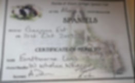 CSGD Cert 2.jpeg
