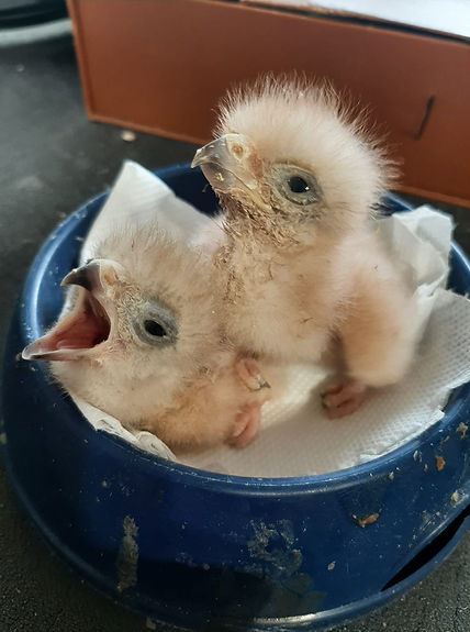 WhatsApp Image 2024-06-08 at 10.29.24.jpeg