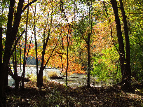 Fall colors 2.jpg