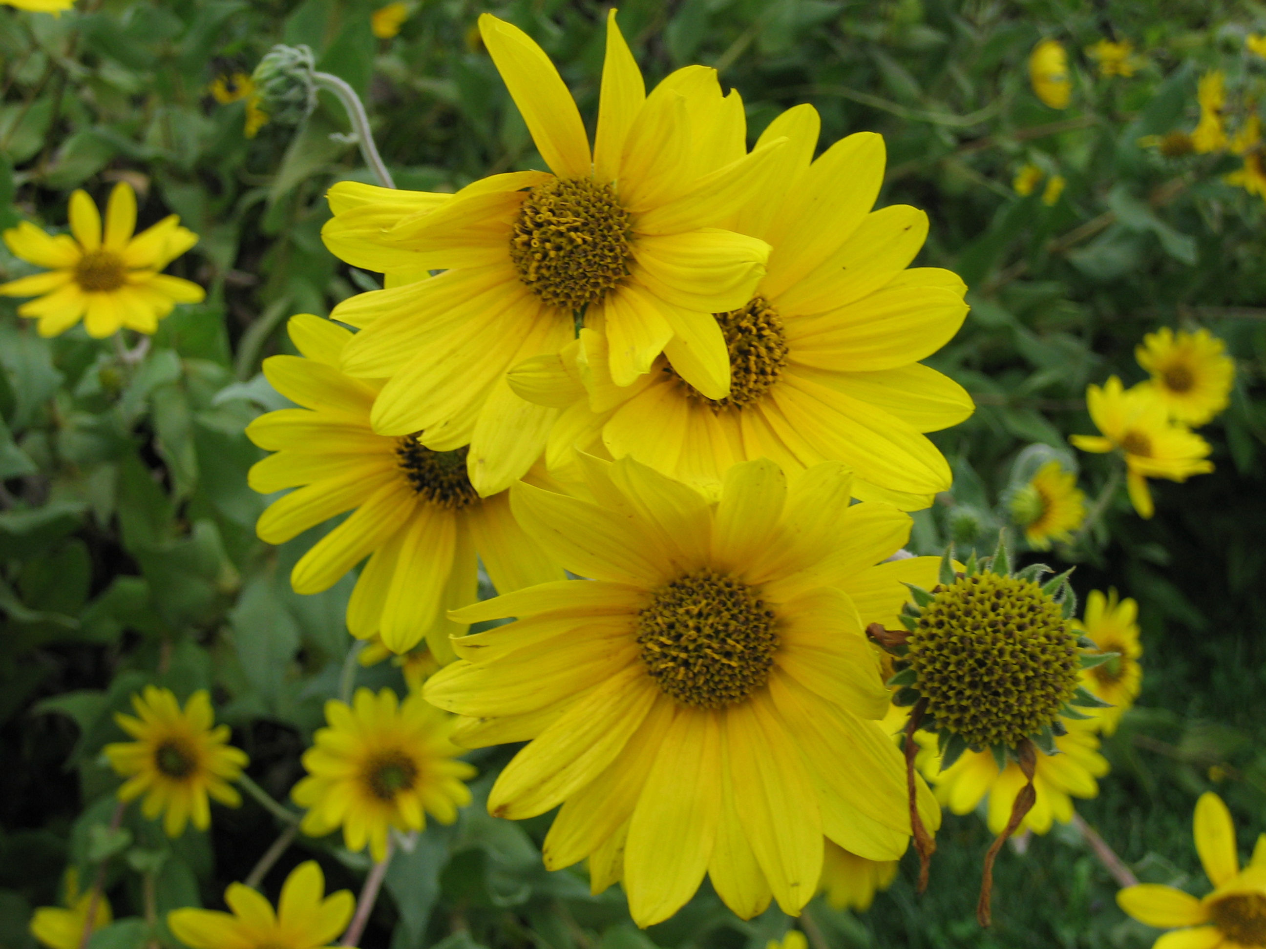 Helianthus mollis