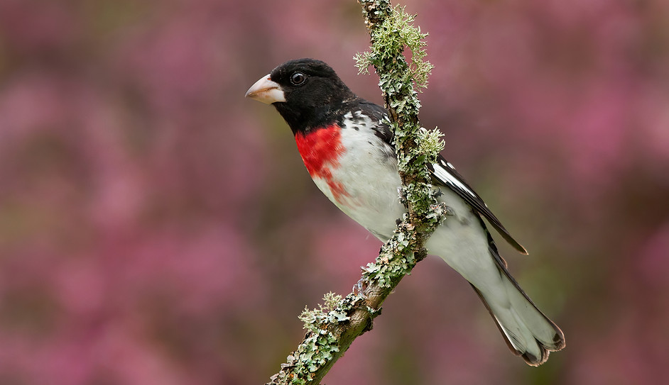 Rose-breasted Grosbeak_7870-1_sm.jpg