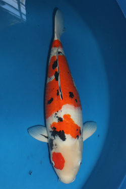 Sanke F 81cm Call for price