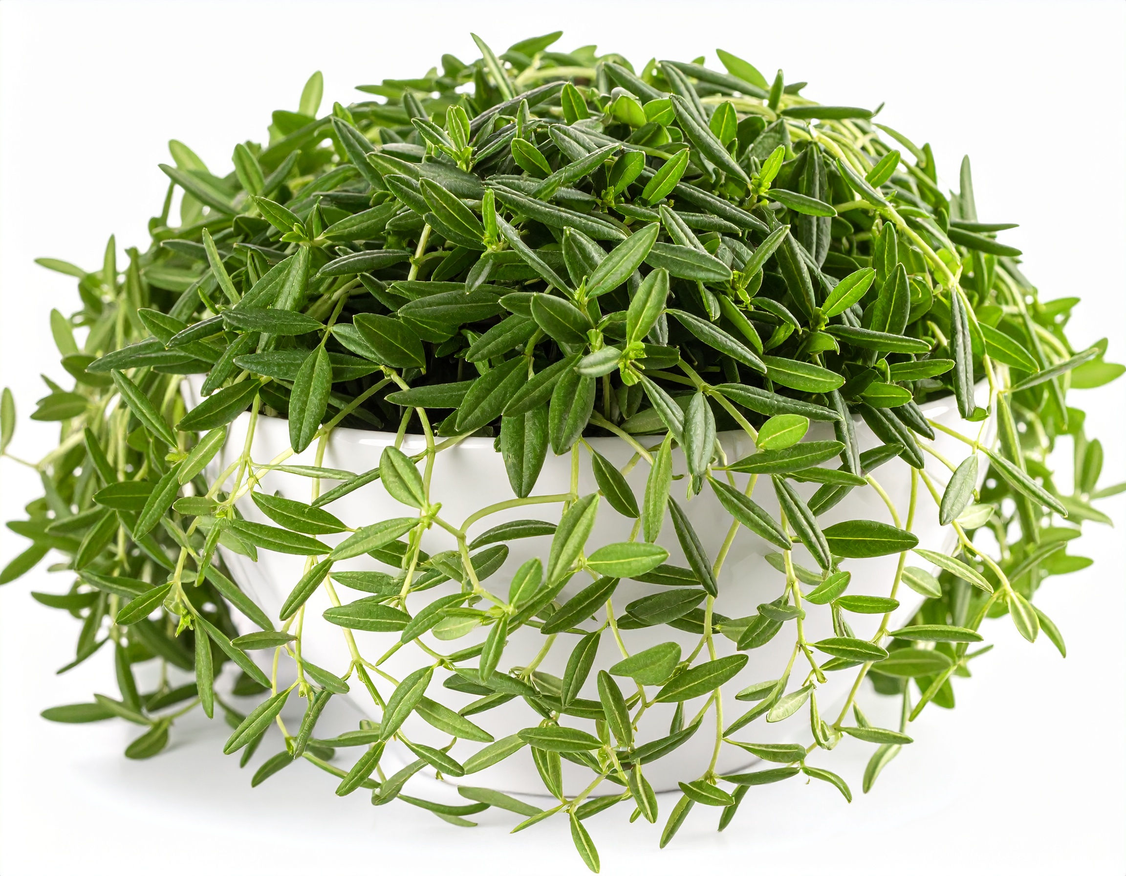 Cleaver (Galium aparine)