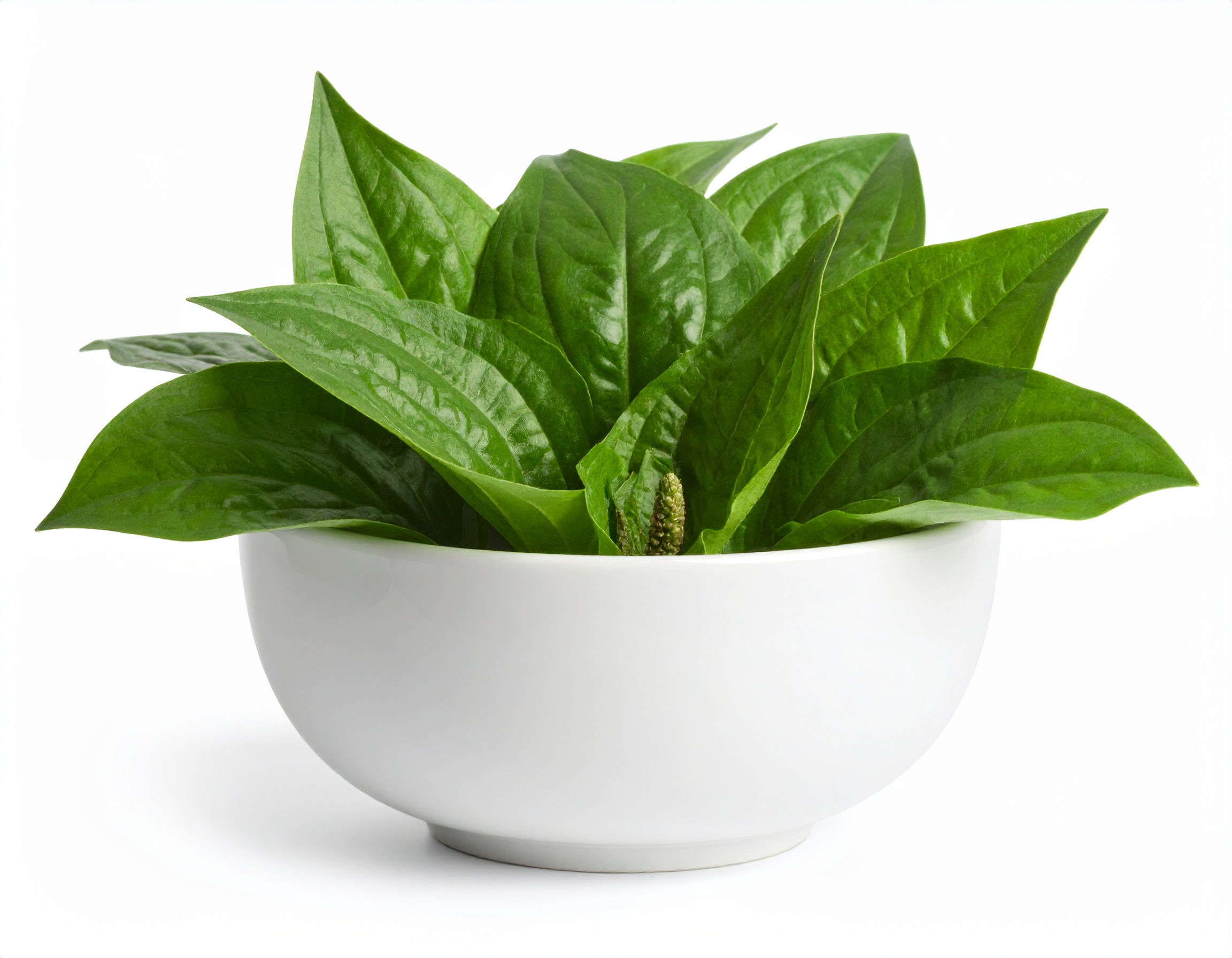 Plantain (Plantago lanceolata)