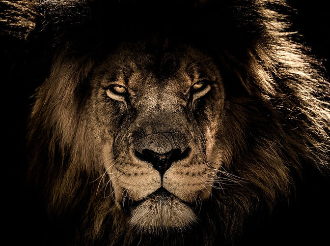 Lionph5.jpeg