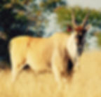 Eland Livingstone