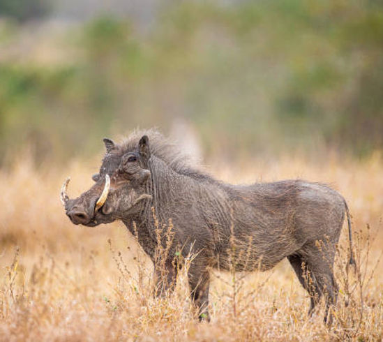 warthog1.jpeg